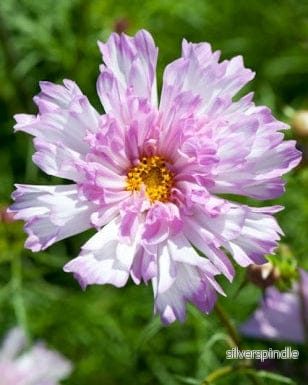 Rosenskära ‘Double Click Bicolour Pink’ - Bild 2