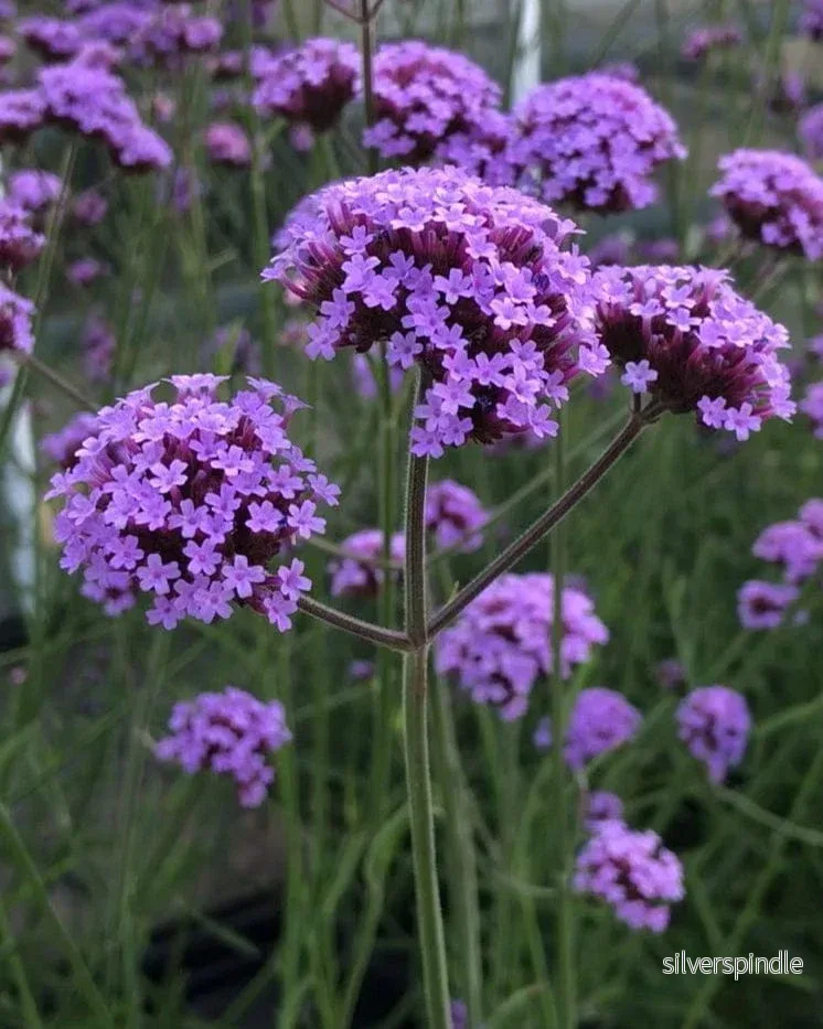 Jätteverbena