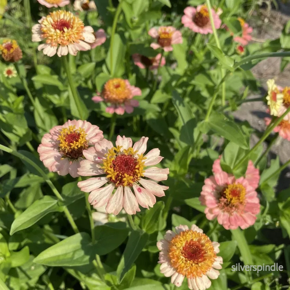 Zinnia ‘Zinderella Peach’ - Bild 3