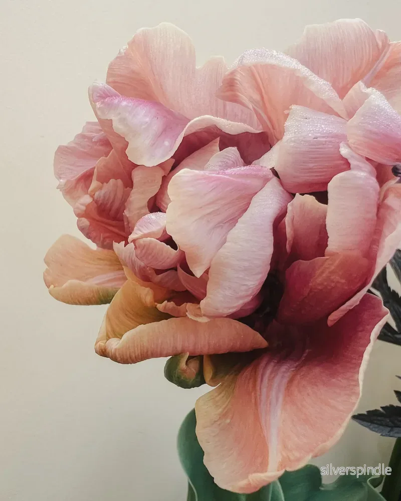 Pastel Sorbet Collection - designad blomsterlöksrabatt - Bild 3
