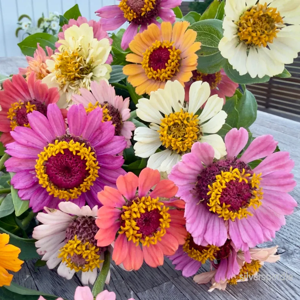 Zinnia ‘Cresto! Peaches & Cream’ - Bild 3