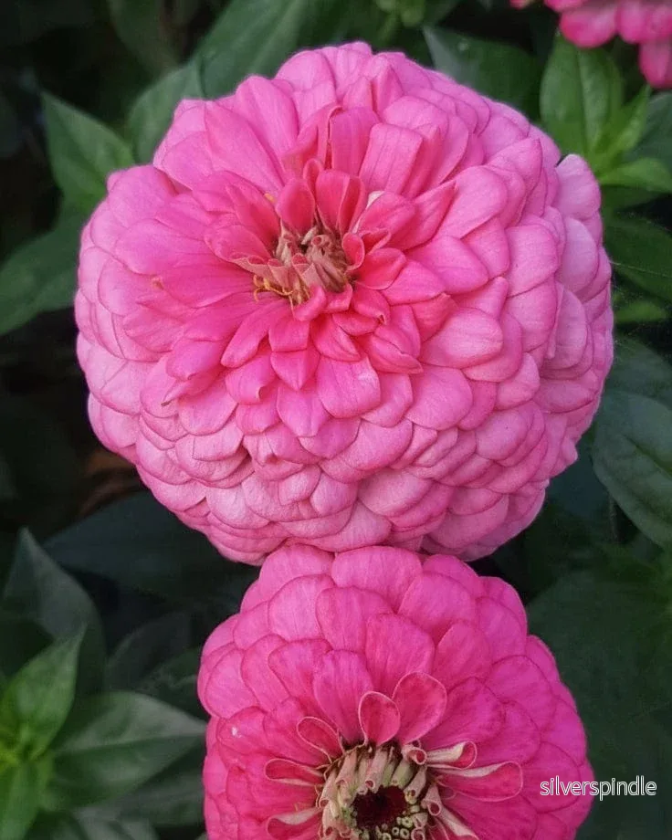 Zinnia ‘Benary Giant Bright Pink’ Zinnia ‘Benary Giant Bright Pink’
