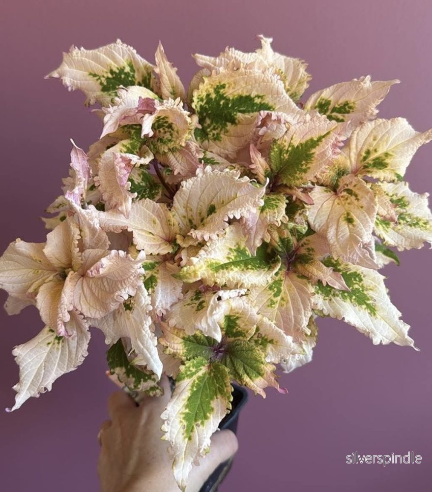 Palettblad ’Bandit Queen x NN Inez’ Palettblad ’Bandit Queen x NN Inez’