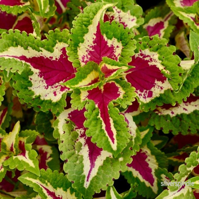 Palettblad ‘Wizard Rose’ Palettblad ‘Wizard Rose’