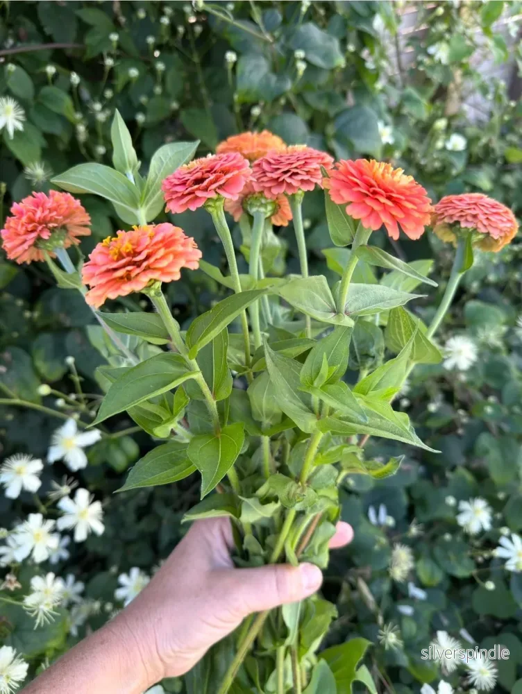 Zinnia ‘Oklahoma Salmon’ - Bild 3