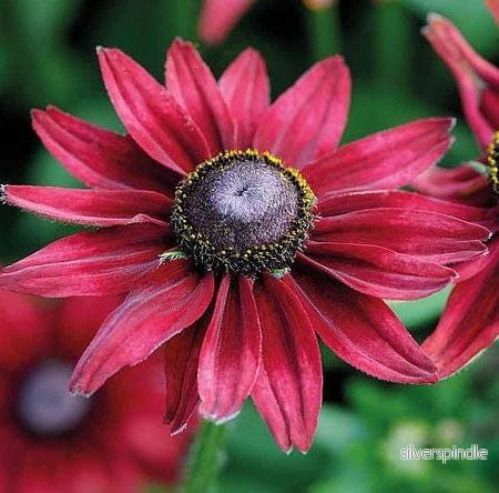 Rudbeckia ‘Cherry Brandy’ Rudbeckia ‘Cherry Brandy’
