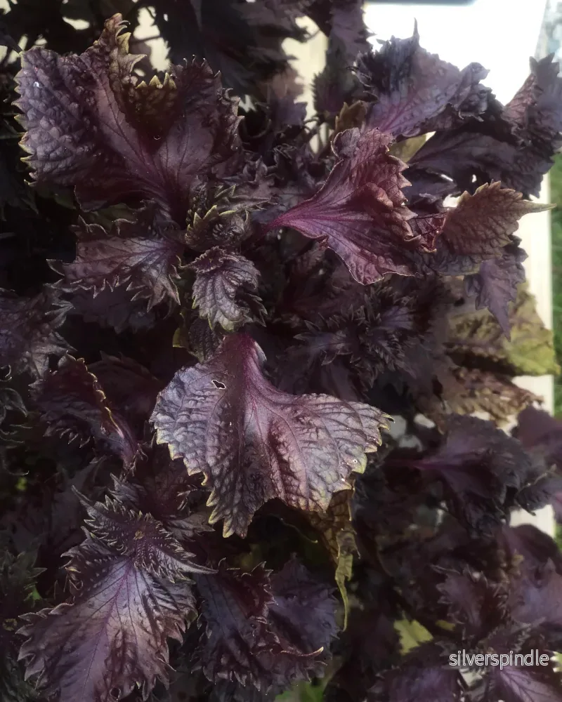 Bladmynta 'Röd shiso’ - Nyhet! - Bild 2
