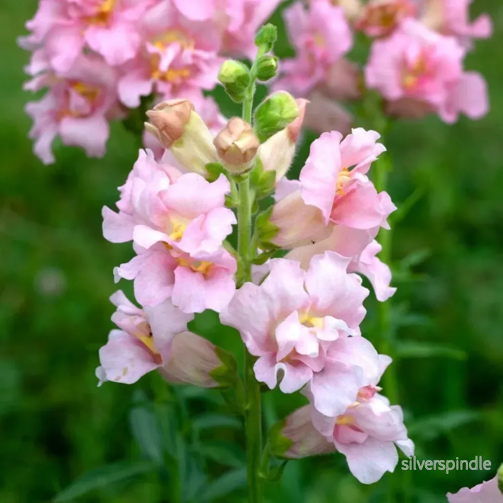 Lejongap ‘Madame Butterfly Pink’ F1