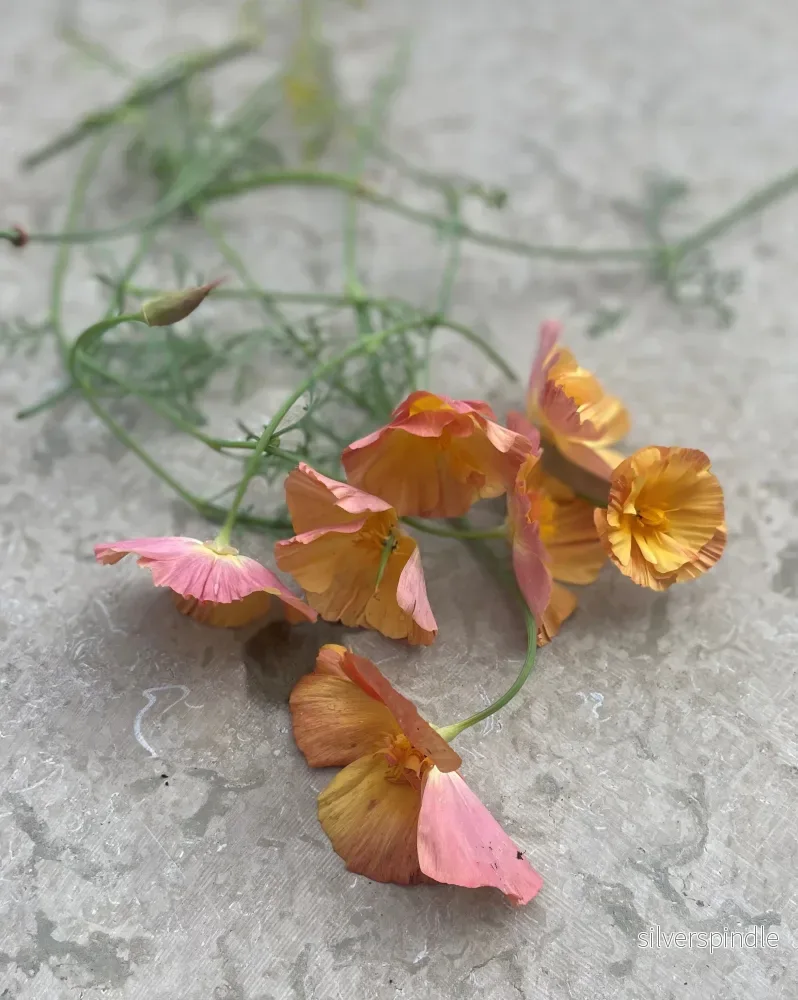 Sömntuta 'Thai Silk Apricot' - Bild 2