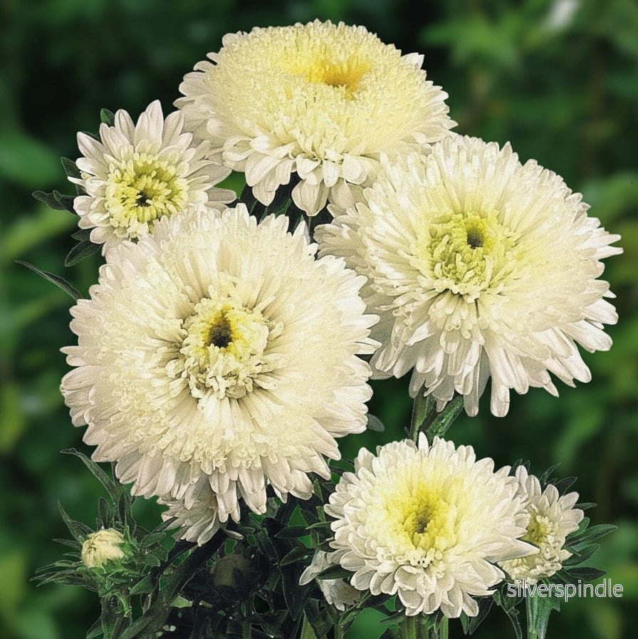 Sommaraster ‘Standy Creamy White’