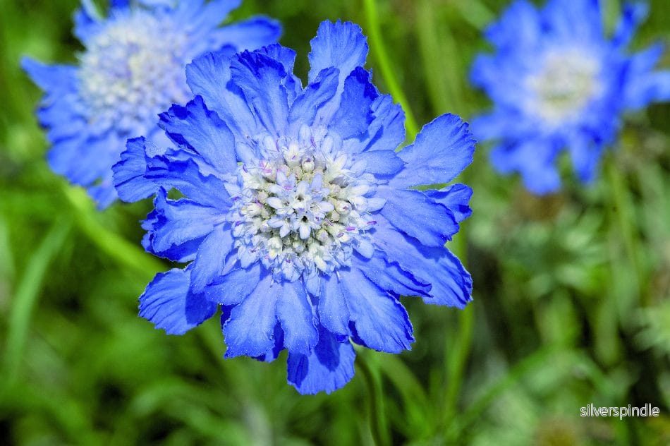 Jättevädd ’Fama Deep Blue’ - Bild 2