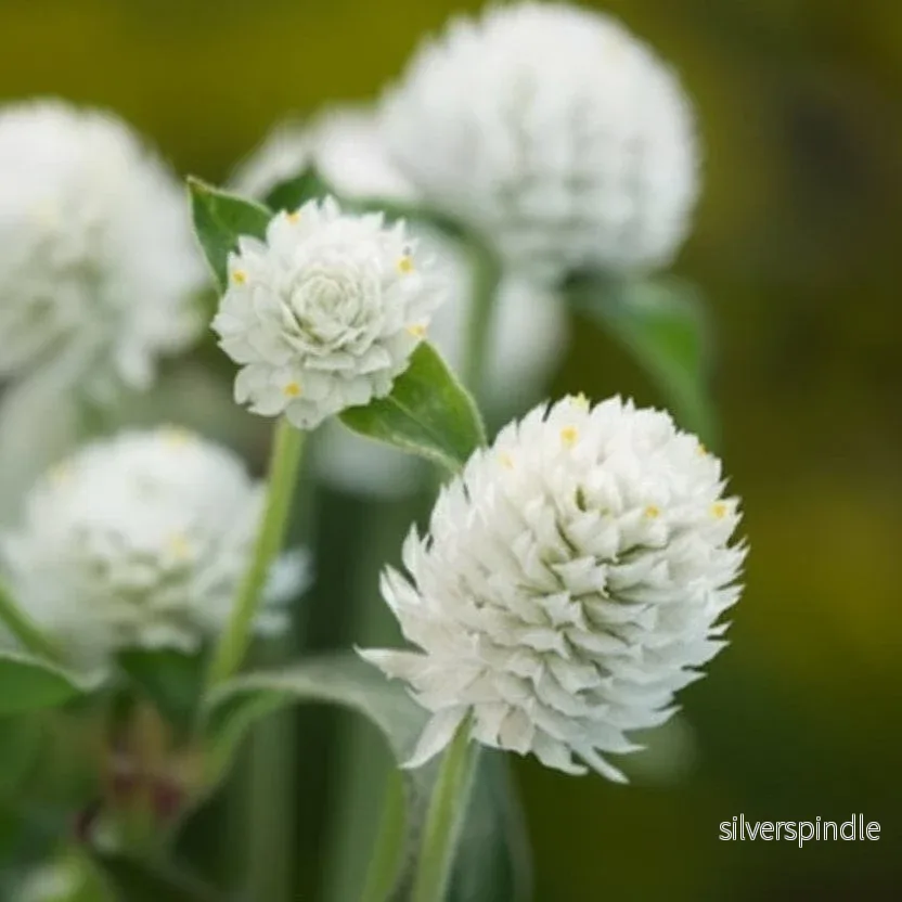 Klotamarant ‘White Globe’ Klotamarant ‘White Globe’