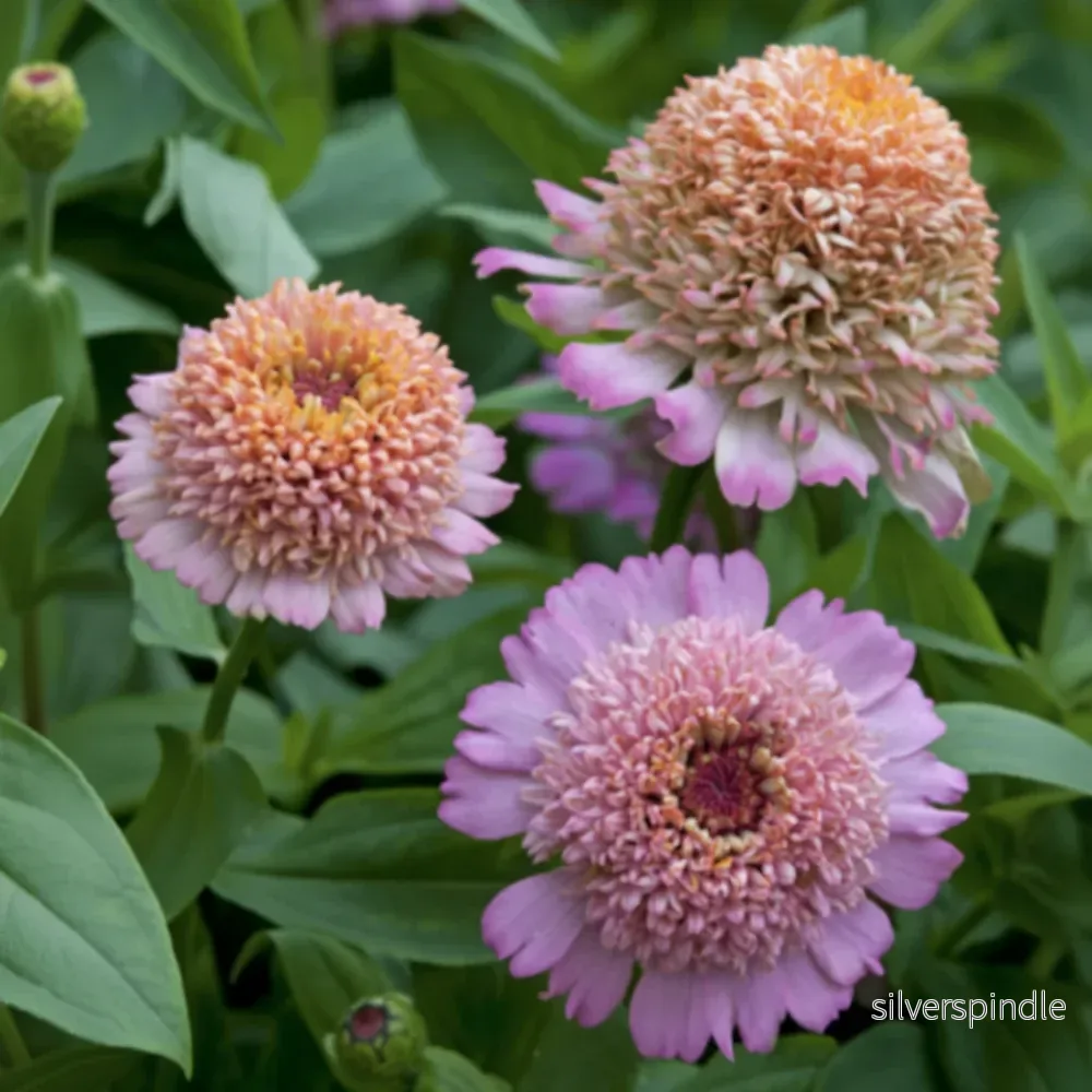 Zinnia ’Cresto! Peachy Pink’ Zinnia ’Cresto! Peachy Pink’
