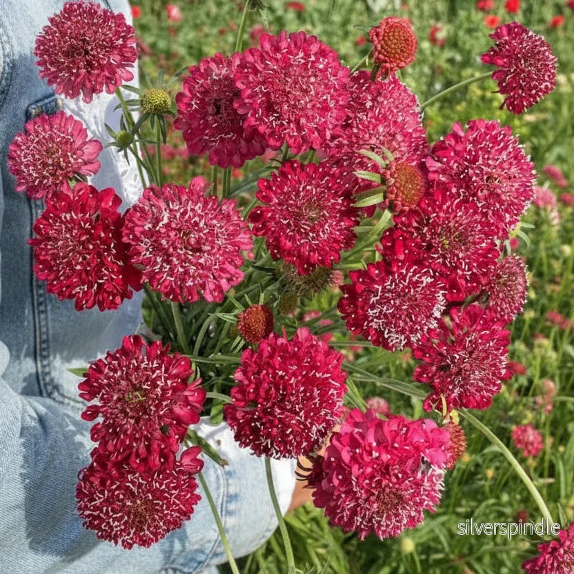 Praktvädd ’Fire King’
