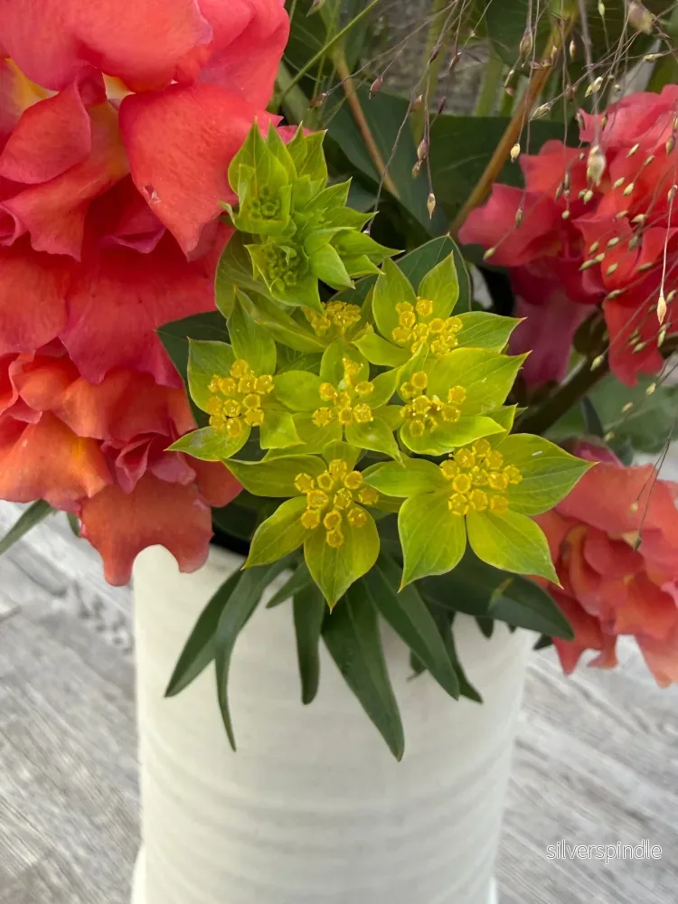 Harört ‘Green Gold’