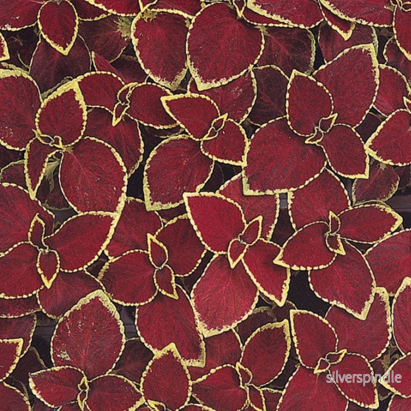 Palettblad ‘Wizard Scarlet’