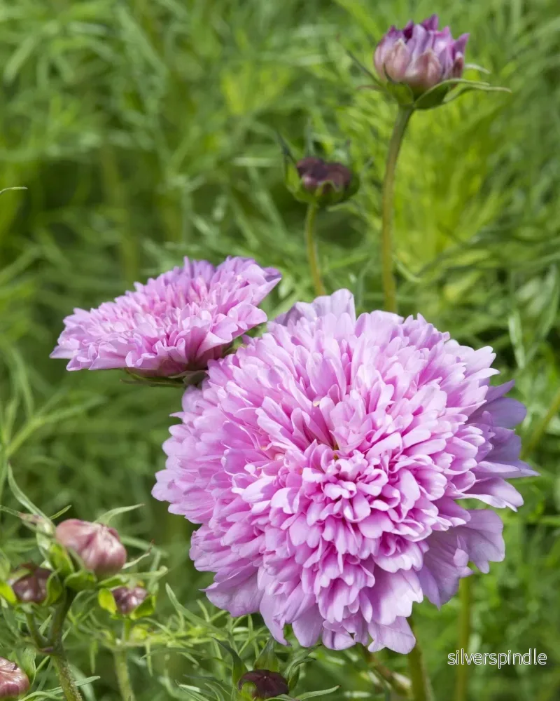 Rosenskära ‘Double Dutch Rose’ - Bild 3