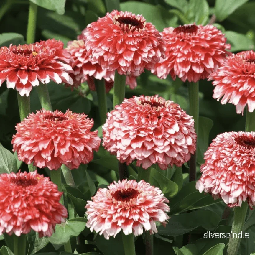 Zinnia ‘Zinderella Fizz’