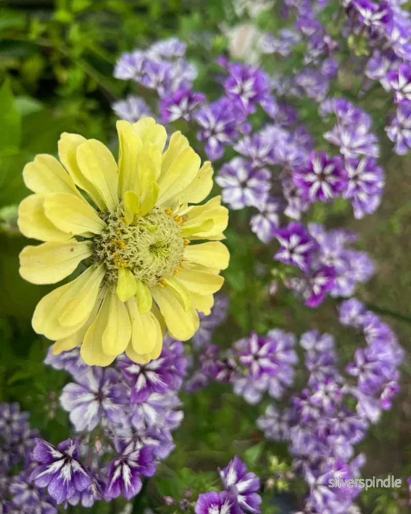 Sommarflox 'Suger Stars' - Nyhet! - Bild 2
