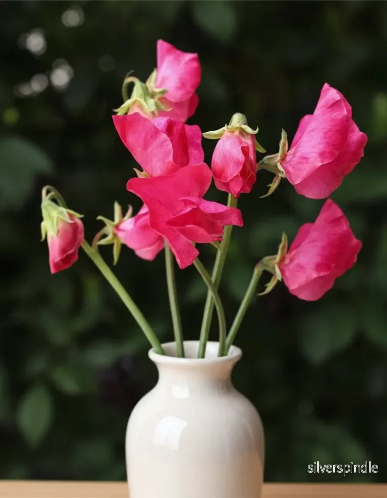 Luktärt ‘Spring Sunshine Cerise’ - Bild 2
