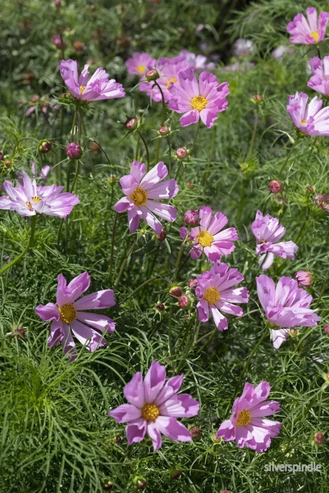 Rosenskära ‘Pinwheel Pink’ - Bild 3
