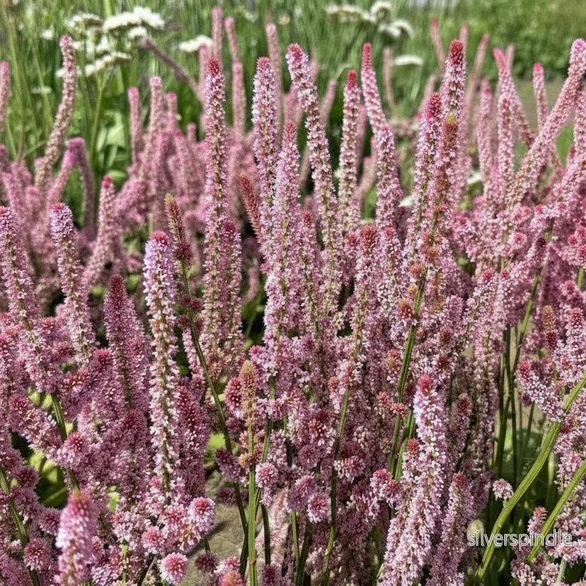 Axrisp ‘Pink Pokers’ - Bild 3