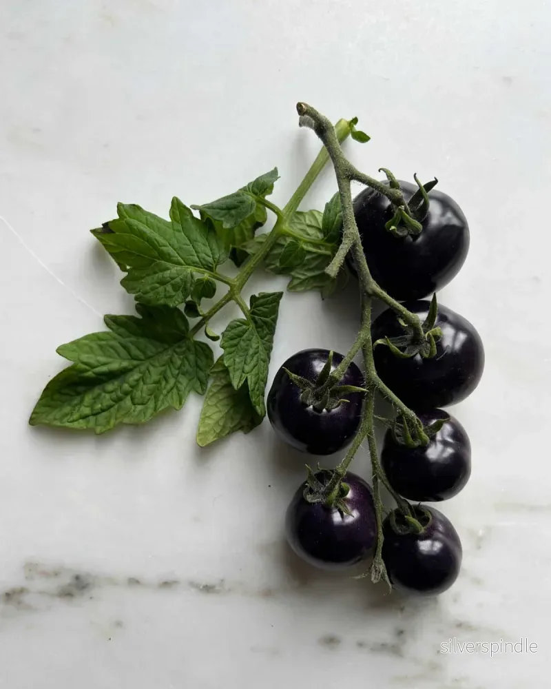 Tomat 'Blackball' - Bild 2