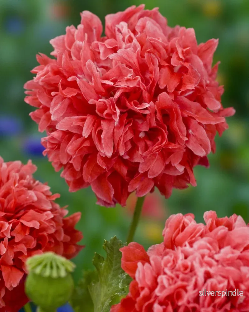 Pionvallmo 'Salmon Peony' - Nyhet! - Bild 2