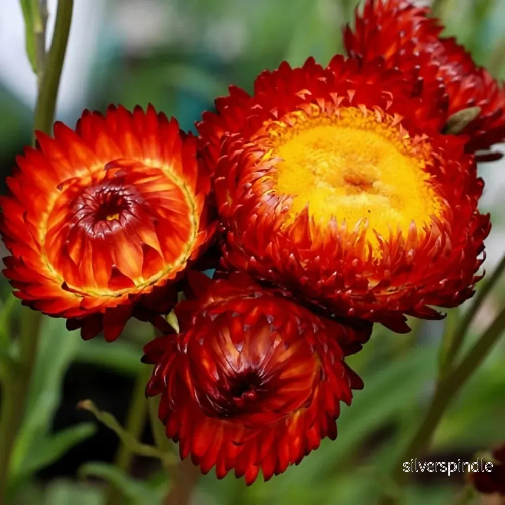 Jätteeternell ’Fireball’ Jätteeternell ’Fireball’