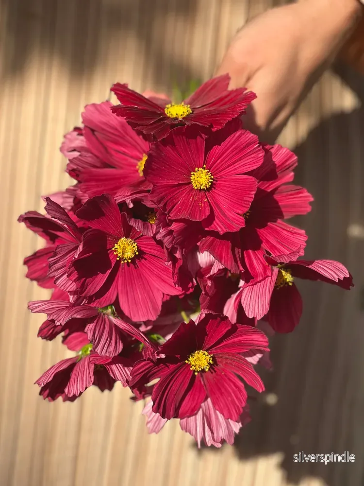 Rosenskära 'Rubenza' - Bild 2