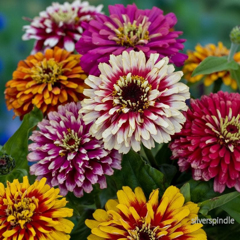 Zinnia ‘Whirlygig Color Mix’