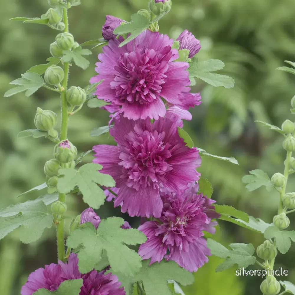 Stockros ‘Spring Celebrities Purple’ Stockros ‘Spring Celebrities Purple’