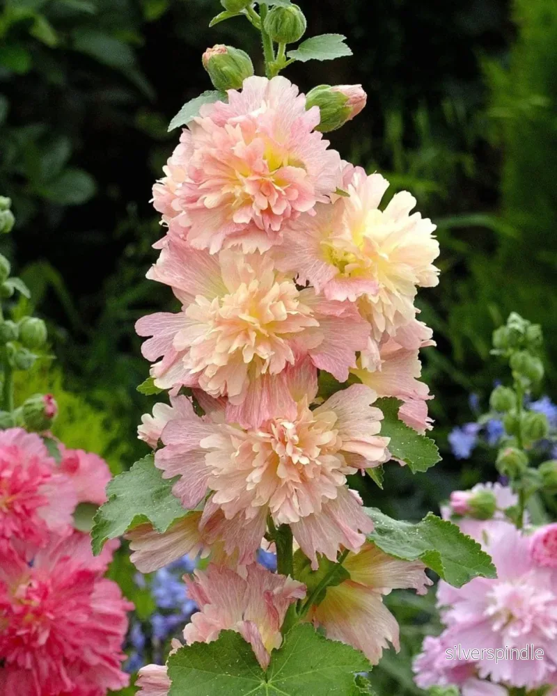 Stockros ‘Spring Celebrities Apricot’ Stockros ‘Spring Celebrities Apricot’