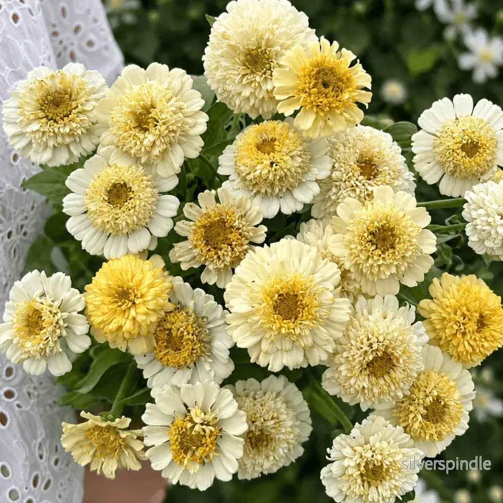 Zinnia ‘Cresto! Cream’