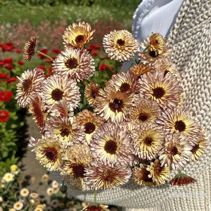 Ringblomma ‘Pygmy Buff’ - Bild 2