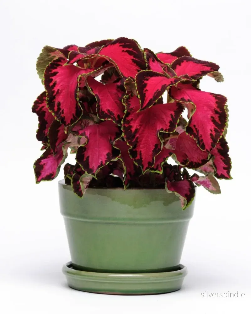 Palettblad ‘Chocolate Covered Cherry’ - Bild 2