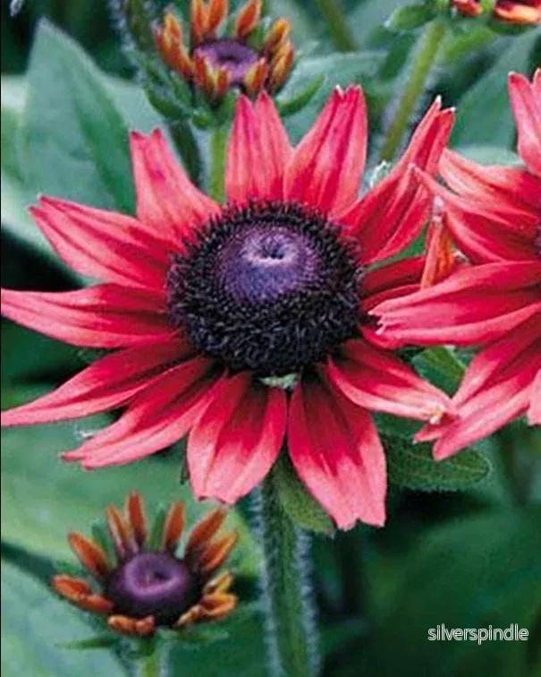 Rudbeckia ‘Cherry Brandy’ - Bild 3