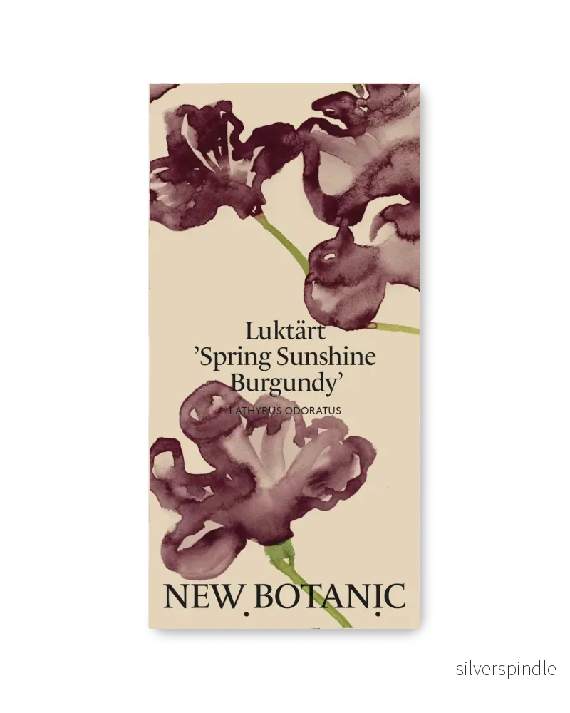 Luktärt 'Spring Sunshine Burgundy' - Nyhet!