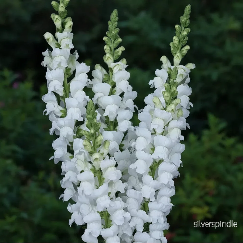 Lejongap ‘Maryland White’ F1 Lejongap ‘Maryland White’ F1