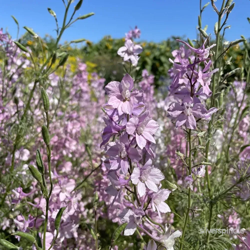 Riddarsporre ‘Fancy Belladonna’