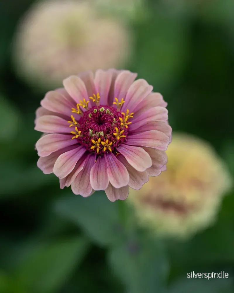 Zinnia ´Queeny Lime with blush´ - Bild 2