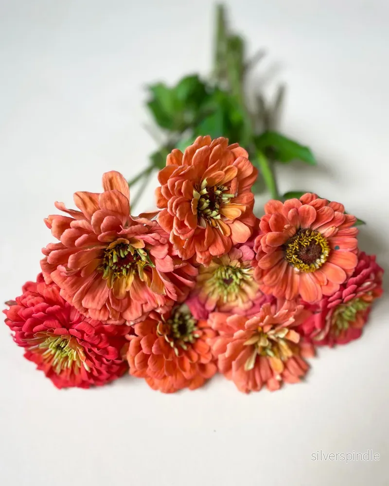 Zinnia 'Benary's Giant Coral' - Nyhet! - Bild 2