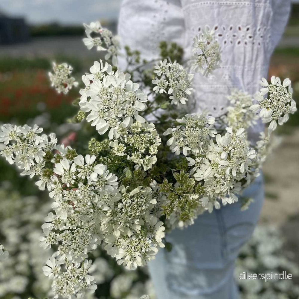 Blomsterkörvel ‘White Lace’ - Bild 3