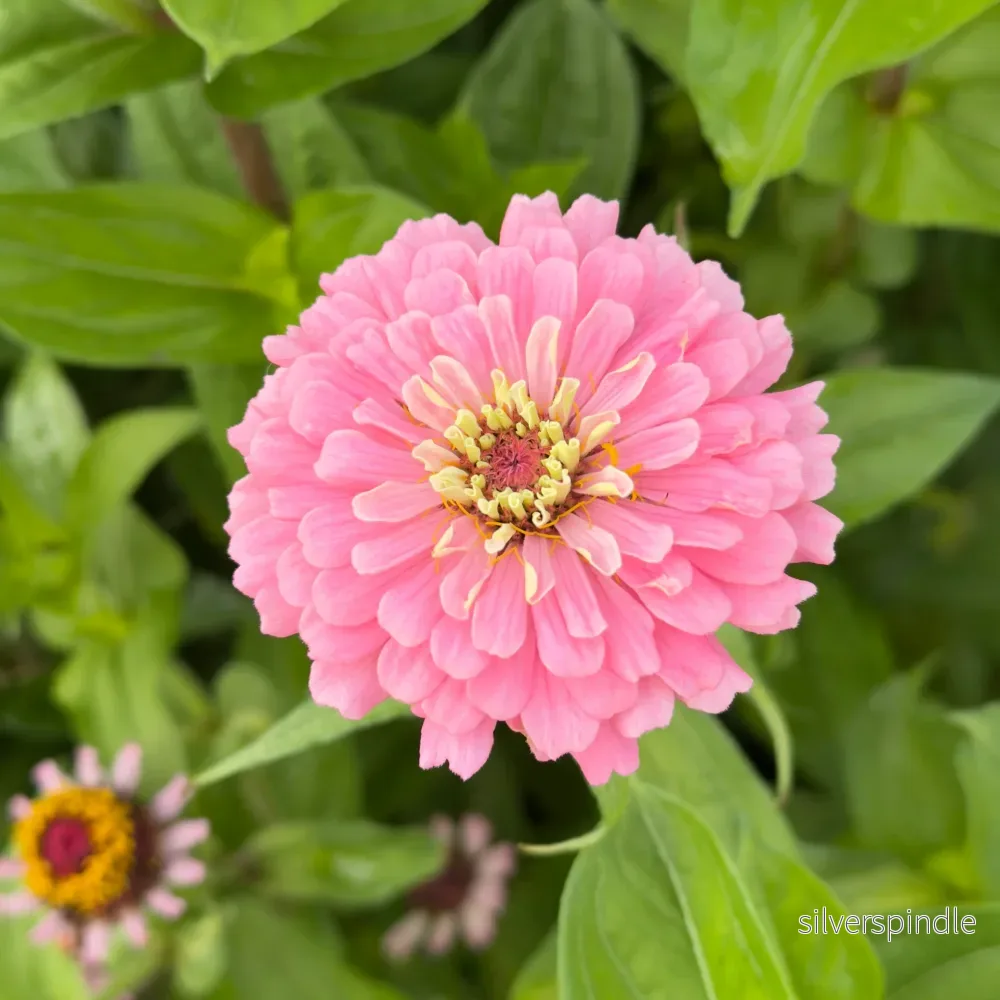 Zinnia ‘Exquisite’ Zinnia ‘Exquisite’