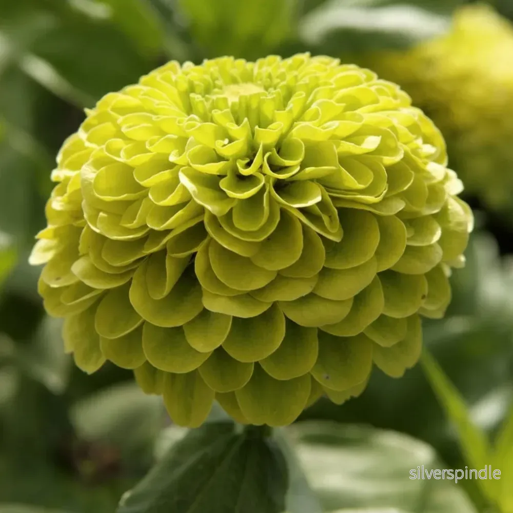 Zinnia ‘Envy Green Lime’ Zinnia ‘Envy Green Lime’