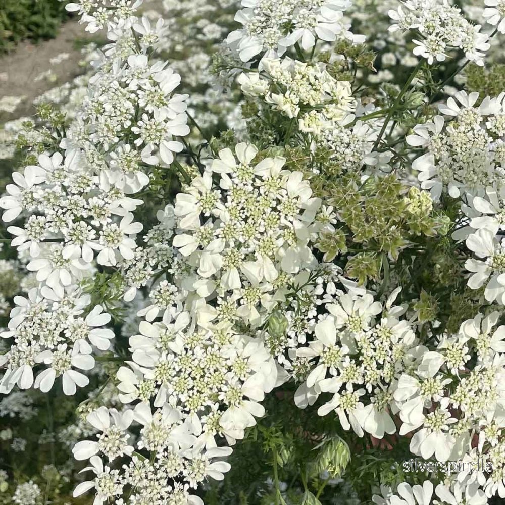 Blomsterkörvel ‘White Lace’