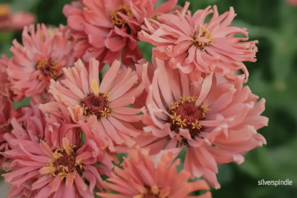 Zinnia ‘Señorita Pink Art’