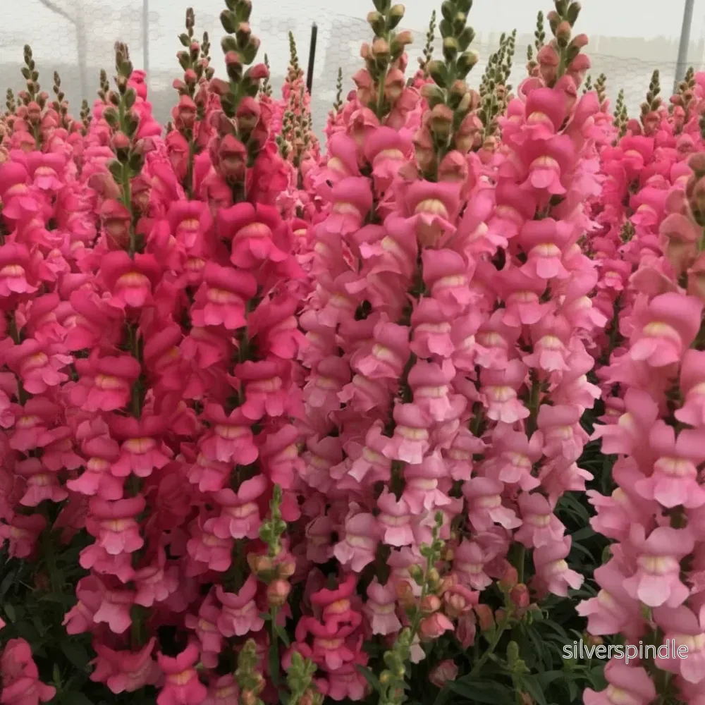 Lejongap ‘Maryland True Pink’ F1 Lejongap ‘Maryland True Pink’ F1