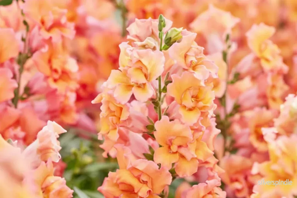 Lejongap ‘Twinny Bronze Shade’ F1