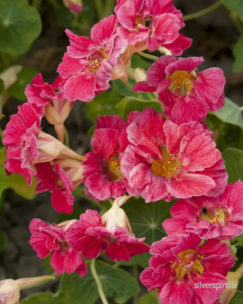 Dvärgkrasse ‘Jewel Cherry Rose’ - Bild 2